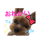 ヨークシャテリア 華ちゃん♡（個別スタンプ：8）