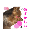 ヨークシャテリア 華ちゃん♡（個別スタンプ：10）