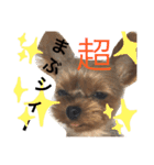 ヨークシャテリア 華ちゃん♡（個別スタンプ：15）