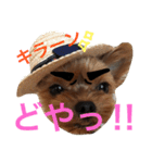 ヨークシャテリア 華ちゃん♡（個別スタンプ：16）