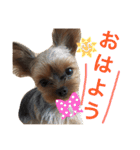ヨークシャテリア 華ちゃん♡（個別スタンプ：18）