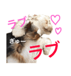 ヨークシャテリア 華ちゃん♡（個別スタンプ：19）