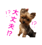 ヨークシャテリア 華ちゃん♡（個別スタンプ：21）