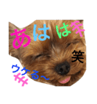 ヨークシャテリア 華ちゃん♡（個別スタンプ：23）