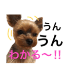 ヨークシャテリア 華ちゃん♡（個別スタンプ：34）