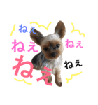 ヨークシャテリア 華ちゃん♡（個別スタンプ：36）