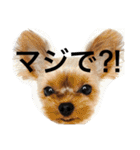 ヨークシャテリア 華ちゃん♡（個別スタンプ：38）