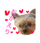 ヨークシャテリア 華ちゃん♡（個別スタンプ：39）