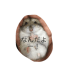 ハムスターが人間ぽく喋りますよ！（個別スタンプ：2）