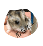 ハムスターが人間ぽく喋りますよ！（個別スタンプ：3）