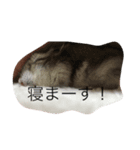 ハムスターが人間ぽく喋りますよ！（個別スタンプ：5）