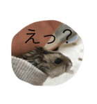 ハムスターが人間ぽく喋りますよ！（個別スタンプ：6）