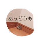 ハムスターが人間ぽく喋りますよ！（個別スタンプ：7）