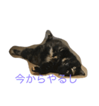 サビ猫と麦わら猫（個別スタンプ：1）