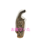 サビ猫と麦わら猫（個別スタンプ：2）