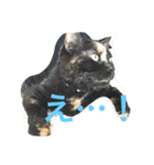サビ猫と麦わら猫（個別スタンプ：3）