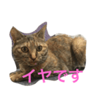サビ猫と麦わら猫（個別スタンプ：4）