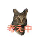 サビ猫と麦わら猫（個別スタンプ：6）