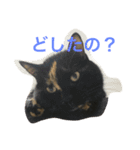 サビ猫と麦わら猫（個別スタンプ：7）