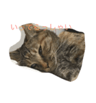 サビ猫と麦わら猫（個別スタンプ：8）