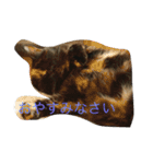 サビ猫と麦わら猫（個別スタンプ：9）
