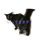 サビ猫と麦わら猫（個別スタンプ：10）