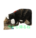 サビ猫と麦わら猫（個別スタンプ：11）