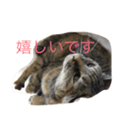 サビ猫と麦わら猫（個別スタンプ：12）