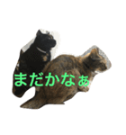 サビ猫と麦わら猫（個別スタンプ：15）