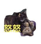 サビ猫と麦わら猫（個別スタンプ：16）