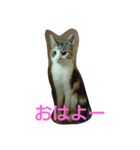 みみいやされる（個別スタンプ：1）
