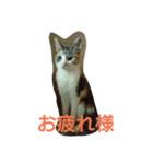 みみいやされる（個別スタンプ：2）