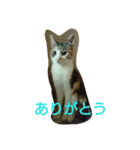 みみいやされる（個別スタンプ：3）