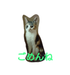 みみいやされる（個別スタンプ：4）