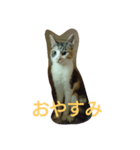 みみいやされる（個別スタンプ：5）