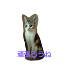 みみいやされる（個別スタンプ：6）