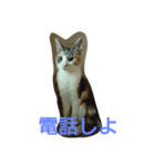 みみいやされる（個別スタンプ：7）
