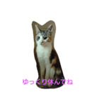 みみいやされる（個別スタンプ：8）