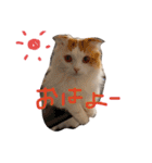 いつものもなか（個別スタンプ：1）