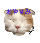 いつものもなか（個別スタンプ：2）