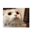 いつものもなか（個別スタンプ：3）