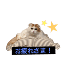 いつものもなか（個別スタンプ：9）