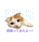 いつものもなか（個別スタンプ：11）