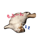 いつものもなか（個別スタンプ：20）