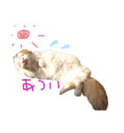 いつものもなか（個別スタンプ：21）