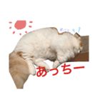 いつものもなか（個別スタンプ：22）