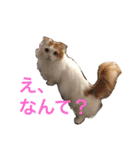 いつものもなか（個別スタンプ：27）
