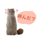 いつものもなか（個別スタンプ：31）