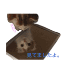いつものもなか（個別スタンプ：32）