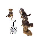 我が家の4保護犬（＋1）の日常（個別スタンプ：1）